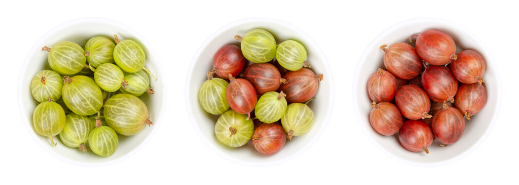 Green and red gooseberries, in white bowls. Fresh berries, fruits of the Ribes family, also known as European gooseberry with sourish sweet taste. Close-up from above, isolated over white, food photo.