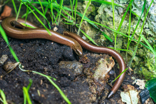 Selective focus shot of slow worms on the ground