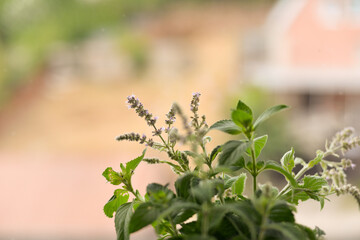 A bouquet of mint collected in the garden in the summer, stands on the windowsill