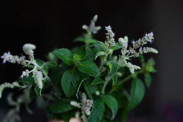 A bouquet of mint collected in the garden in the summer, stands on the windowsill