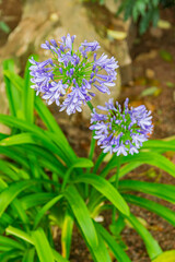 Common agapanthus, (Agapanthus praecox), with green leaves
