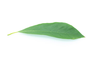 Fototapeta premium Green leaf isolated on white background