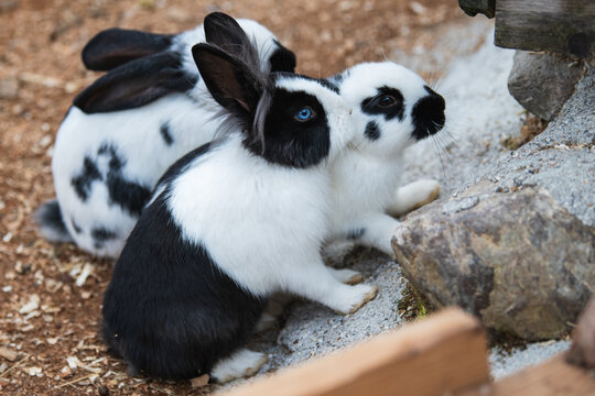 Drei schwarz weiße kaninchen, eines davon mit blauen Augen