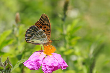 Fighter butterfly (Argynnis paphia) on flower