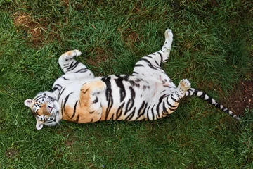 Rolgordijnen Amur tiger on a grass in summer day. © ita_tinta_