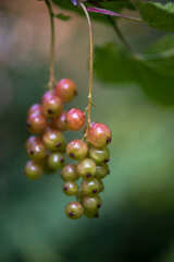 Red currant shrub with unripe green berries. Organic vegetables garden concept. Copy space.