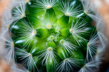 close up of a green cactus background