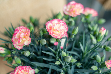 母の日のカーネーション