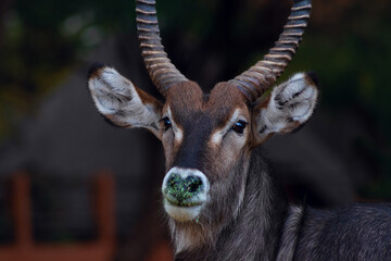Wild african life. Close up of a cute Waterbuck  looking at the camera and posing in the Savannah.