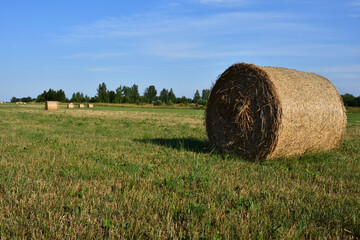 A bale of hay on the lawn after mowing under a blue sky with slight clouds in direct sunlight.