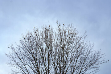 Close up grove of leafless tress ,many of birds holding on dry branches againt blue sky background in Japan.