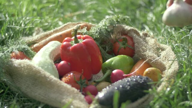 farmer market outdoor. organic vegetables with drops of water, small local farm, farming concept. Farmer selling fresh crops, tomato harvest, carrot, pepper. colourful resh fruits and vegetables