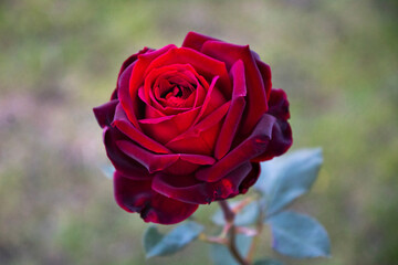 Rosa roja