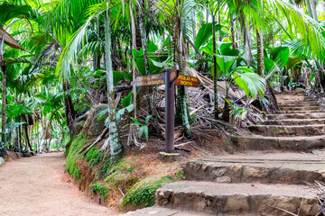 Vallée de Mai Nature Reserve, stone steps trail through ancient rainforest with palm trees and lush tropical endemic vegetation around, Praslin Island, Seychelles. - obrazy, fototapety, plakaty