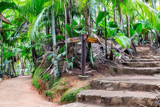 Vall&eacute;e de Mai Nature Reserve, stone steps trail through ancient rainforest with palm trees and lush tropical endemic vegetation around, Praslin Island, Seychelles.
