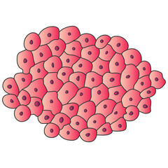 Newt liver cells under a microscope illustration