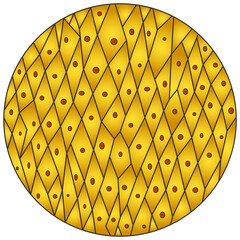 Onion skin cells under a microscope illustration