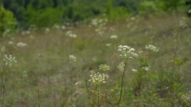 Wind in the grass of Cow Parsley (Anthriscus sylvestris) - (4K)
