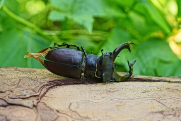 one large black brown beetle lies on the bark of a tree against a background of green vegetation in nature