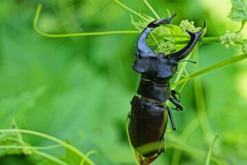 one large black brown beetle deer on a green stem of a plant in nature