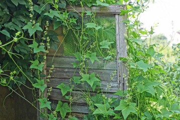 one old gray wooden door with glass overgrown with green vegetation outside