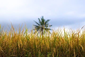 Photo of rice in a rice field ready for harvest in yellow with a beautiful sky background in Indonesia