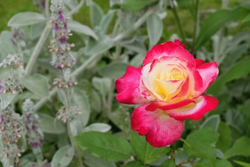 Beautiful  multicolor rose cultivar in the garden. Summer garden inspiration.