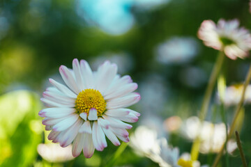 English daisies