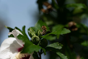 Bees collecting pollen from large flowers. Working insects on a macro scale.