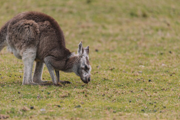 Naklejka na ściany i meble Australian kangaroo sitting in a field