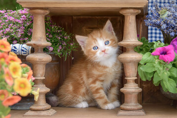 Cute red-tabby-white baby cat kitten with beautiful blue eyes sitting in an ancient wooden lathed cupboard with flowers and watching curiously     