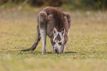 Fototapeta premium Australian kangaroo sitting in a field