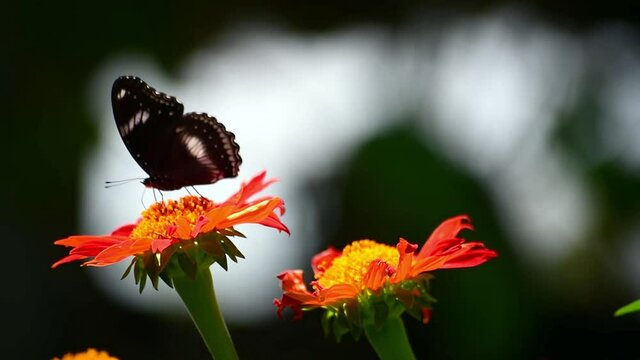 utterfly suck the nectar close up. Flowers and butterflies, very cute and vibrant