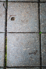 Two road tiles with a hole and twigs of wood that look like a smiling face. Illustration of visual illusion - pareidolia.