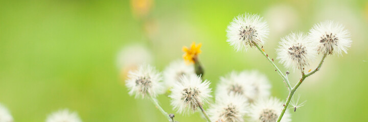 faded wildflower crepis with seeds with feathers, close-up
