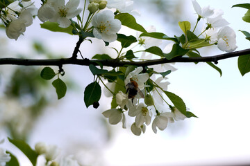 blooming branch of an apple tree in close-up.