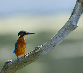 kingfisher sitting on wooden branch