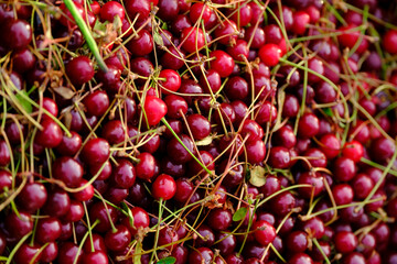 Isolated image of a crate of cherries