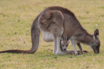 Australian kangaroo sitting in a field