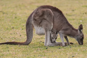 Fotobehang Australian kangaroo sitting in a field © Brayden