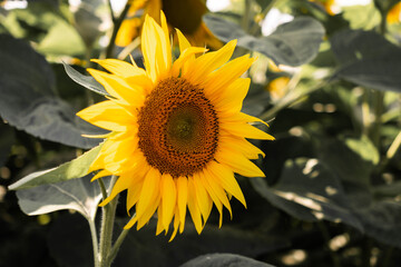 Obraz premium One small sunflower glowing in the middle of a sunflower field
