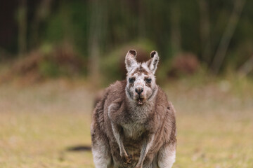 Naklejka premium Australian kangaroo sitting in a field