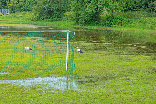 Picture of a flooded soccer field after heavy rain with patrolling storks looking for food