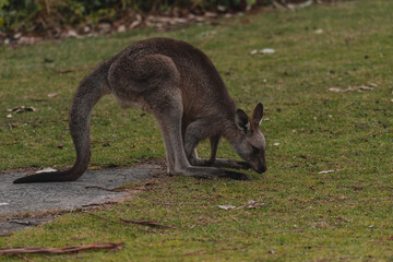 Australian kangaroo sitting in a field