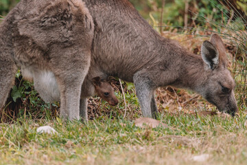 Obraz premium Australian kangaroo sitting in a field