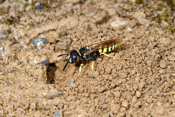 Nest building beewolf (Philanthus triangulum)  // Bienenwolf beim Graben eines Nestes 