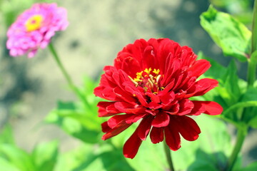 Red zinnia in the garden in summer. Floral background for cover or flyer in the sale of seeds. Cultivation and selection of beautiful annual flowering buds.