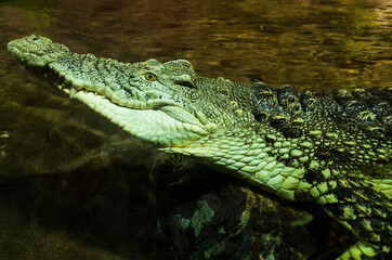 Alligator or crocodile concept. Eye of alligator and teeth on head. Eye is bright golden beautiful...