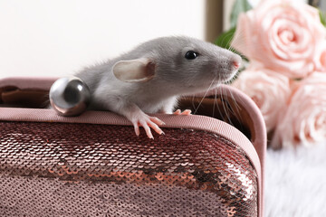 Cute grey rat in pink sequin purse indoors, closeup