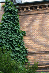 rankende Blätter an Mauer 